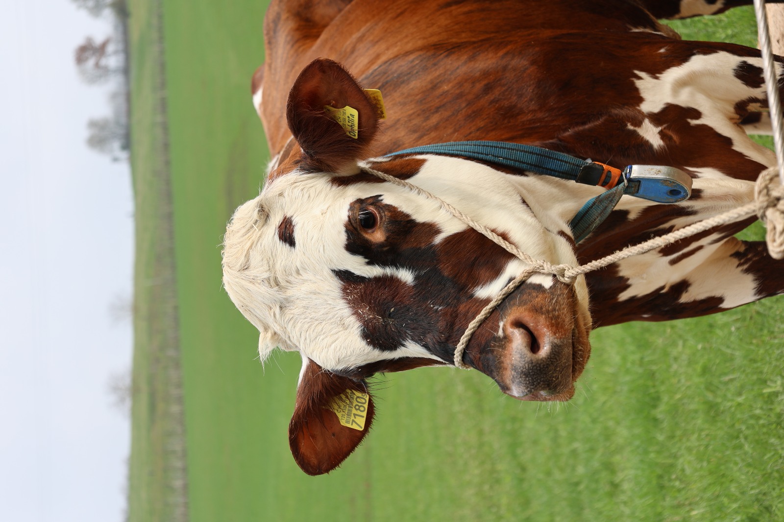 Einblicke in die Viehschau vom 29.03.2025